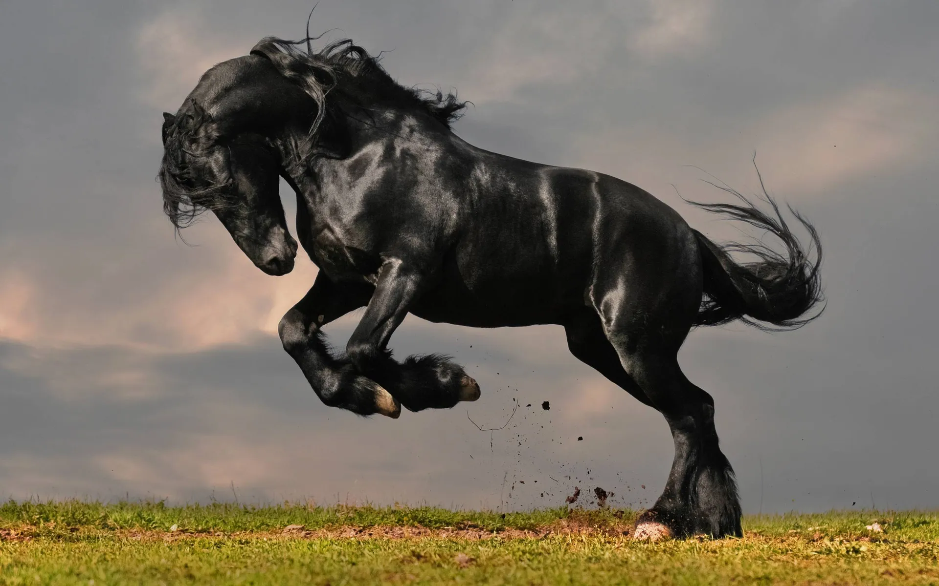 BlackStallion OnlyFans header