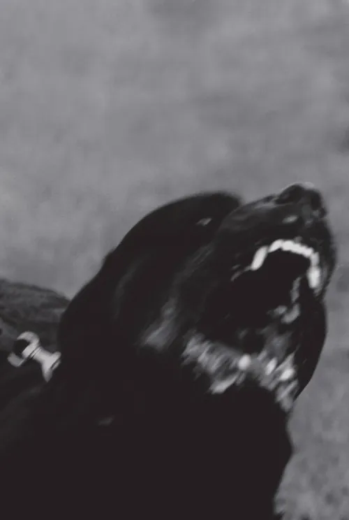 THE BLACK VON D OnlyFans header