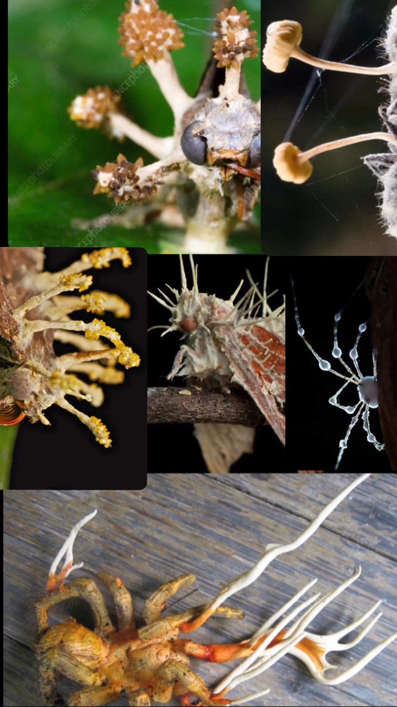 Blair 🌬✨🕸 OnlyFans header