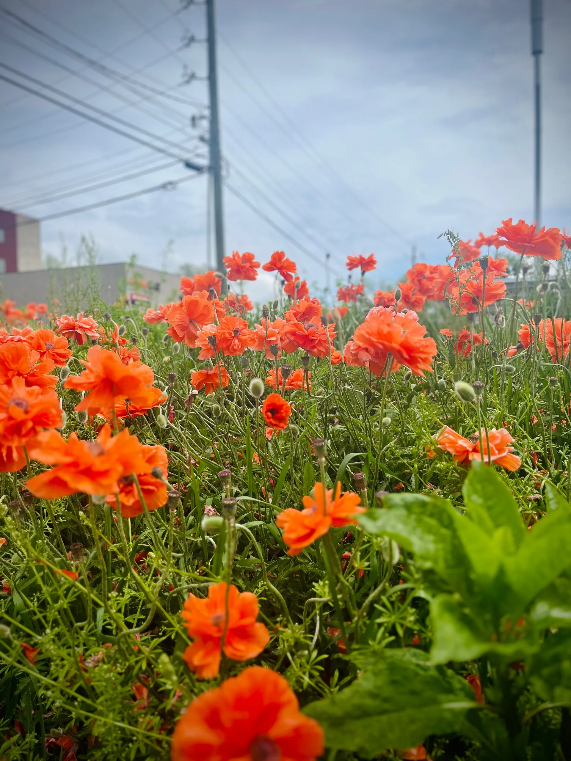 Blair 🌹 OnlyFans header