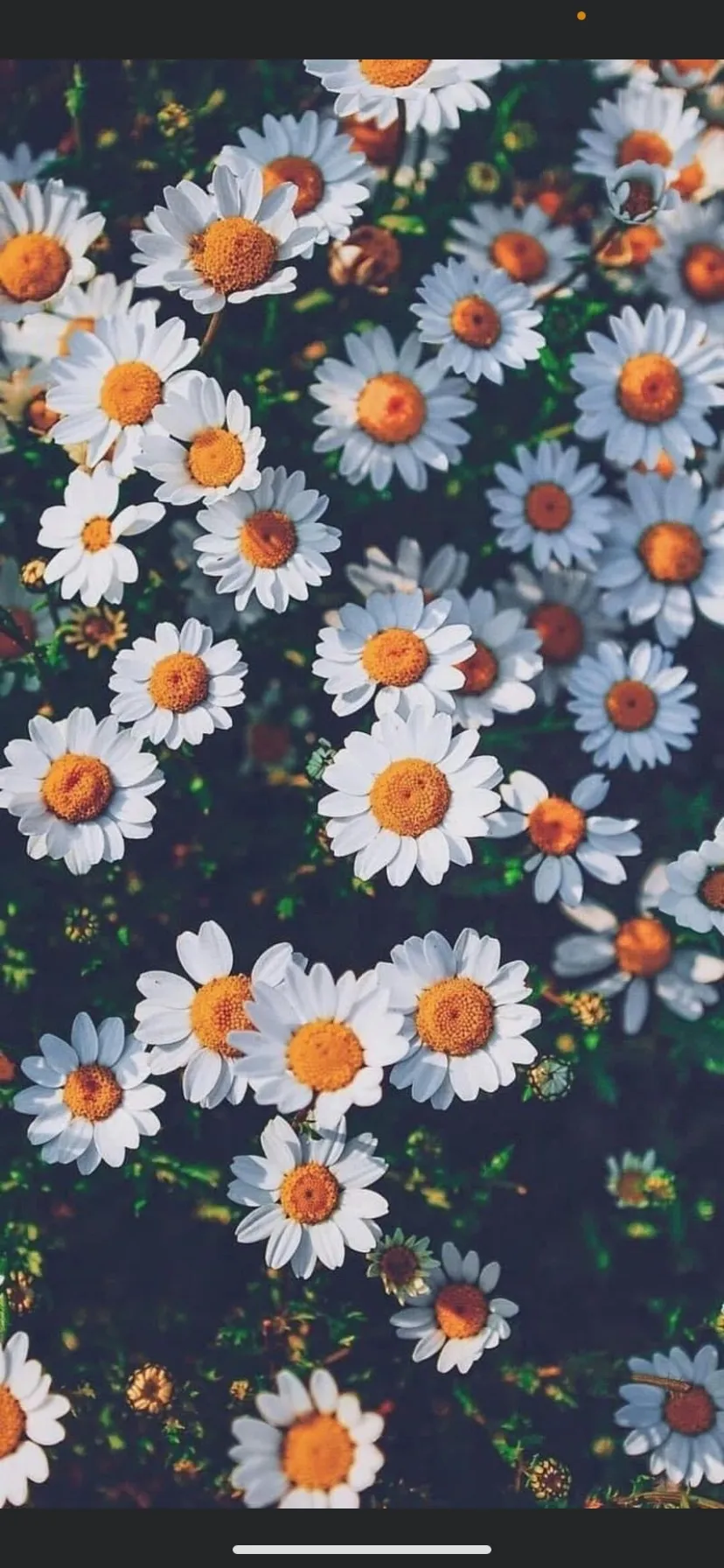 Blairr🦋 OnlyFans header