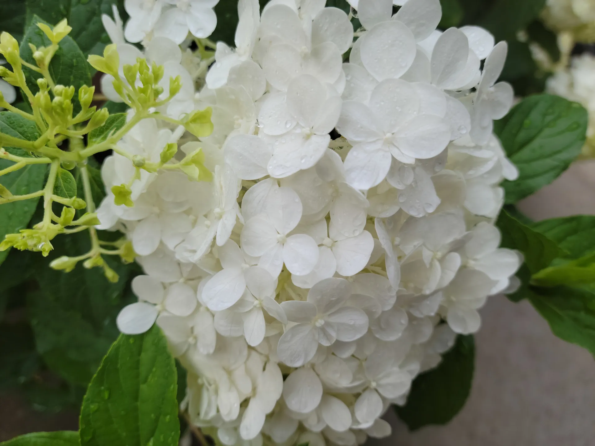 Blair Bates OnlyFans header