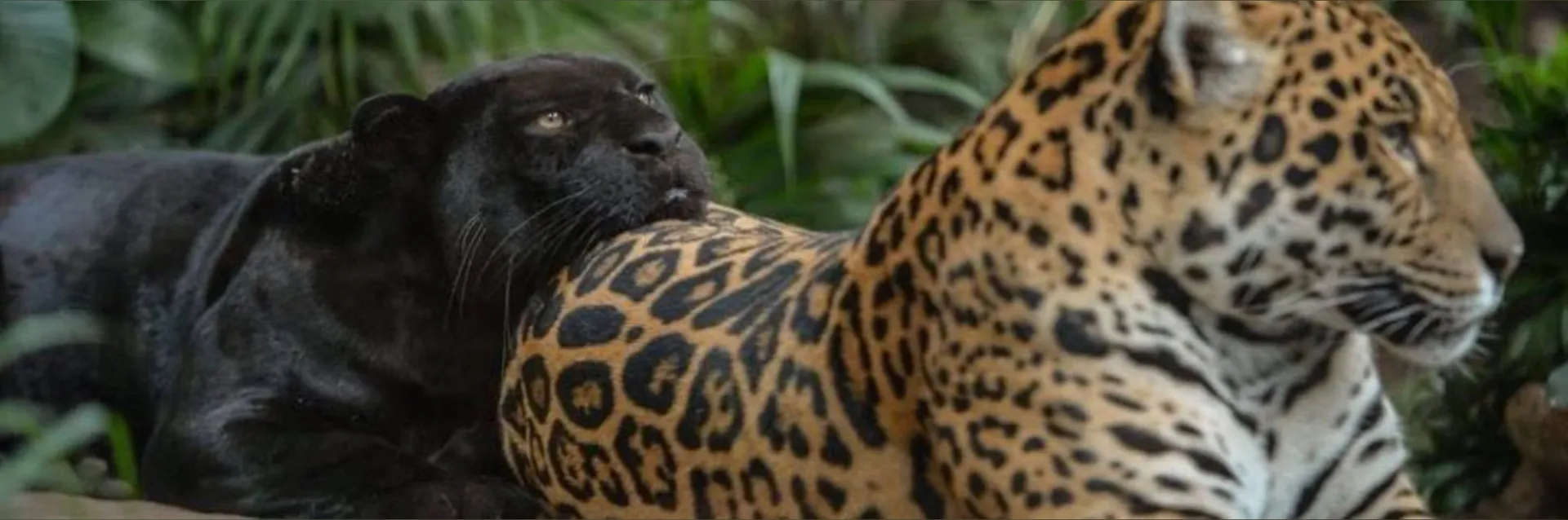 Blanquita ✨🤍 OnlyFans header