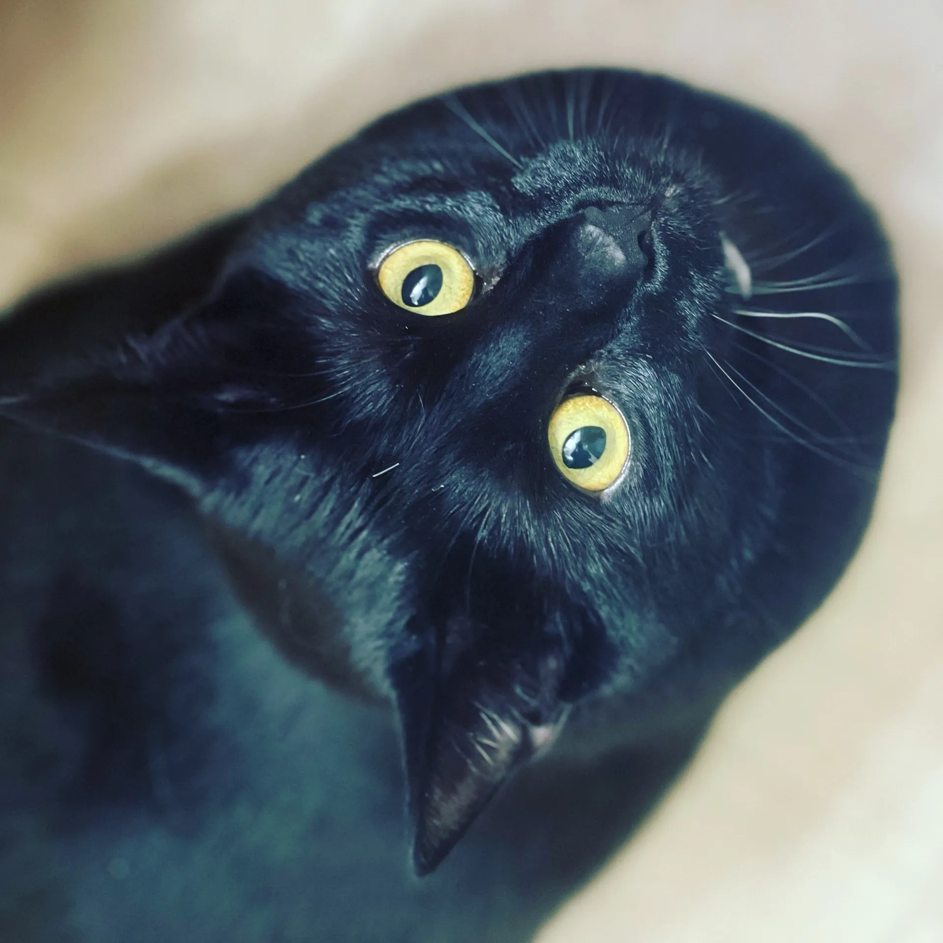 Briannah OnlyFans header