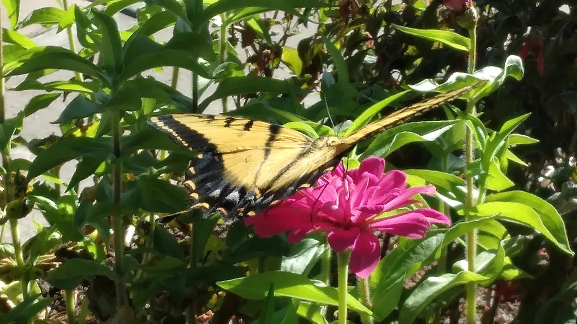 BlazedBunni OnlyFans header