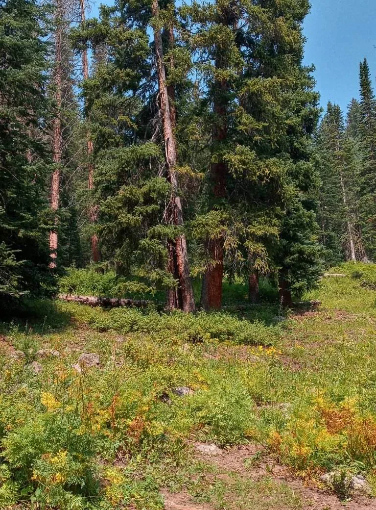 Bunni OnlyFans header