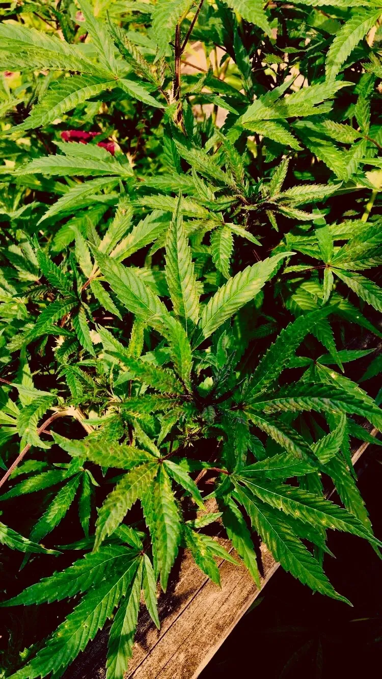 Blazin baby OnlyFans header