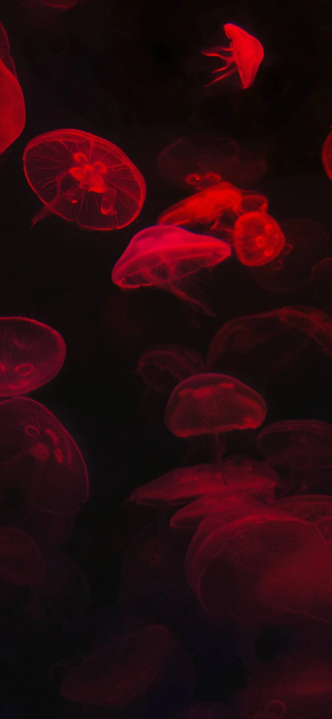 Blue OnlyFans header