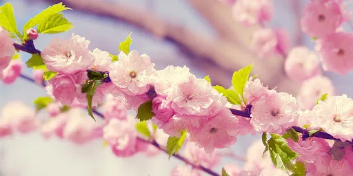 Bliss X OnlyFans header