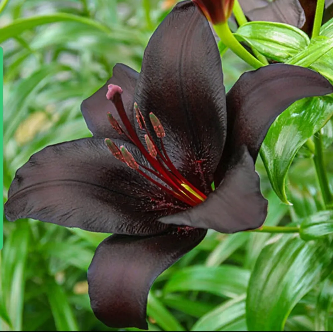 The Black Lily OnlyFans header