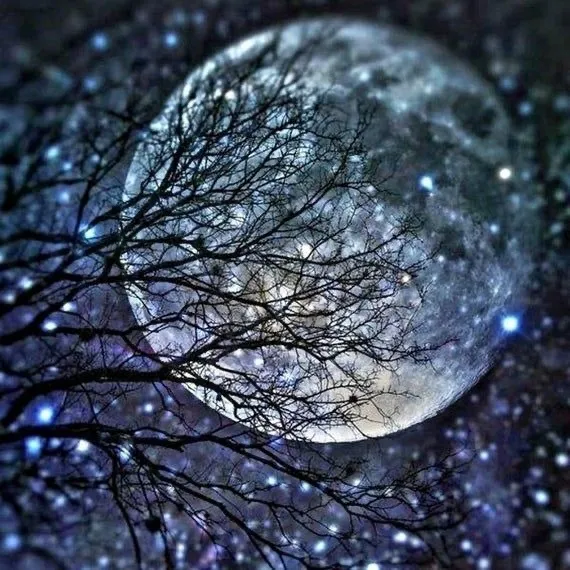 🌻🍯🌻 OnlyFans header