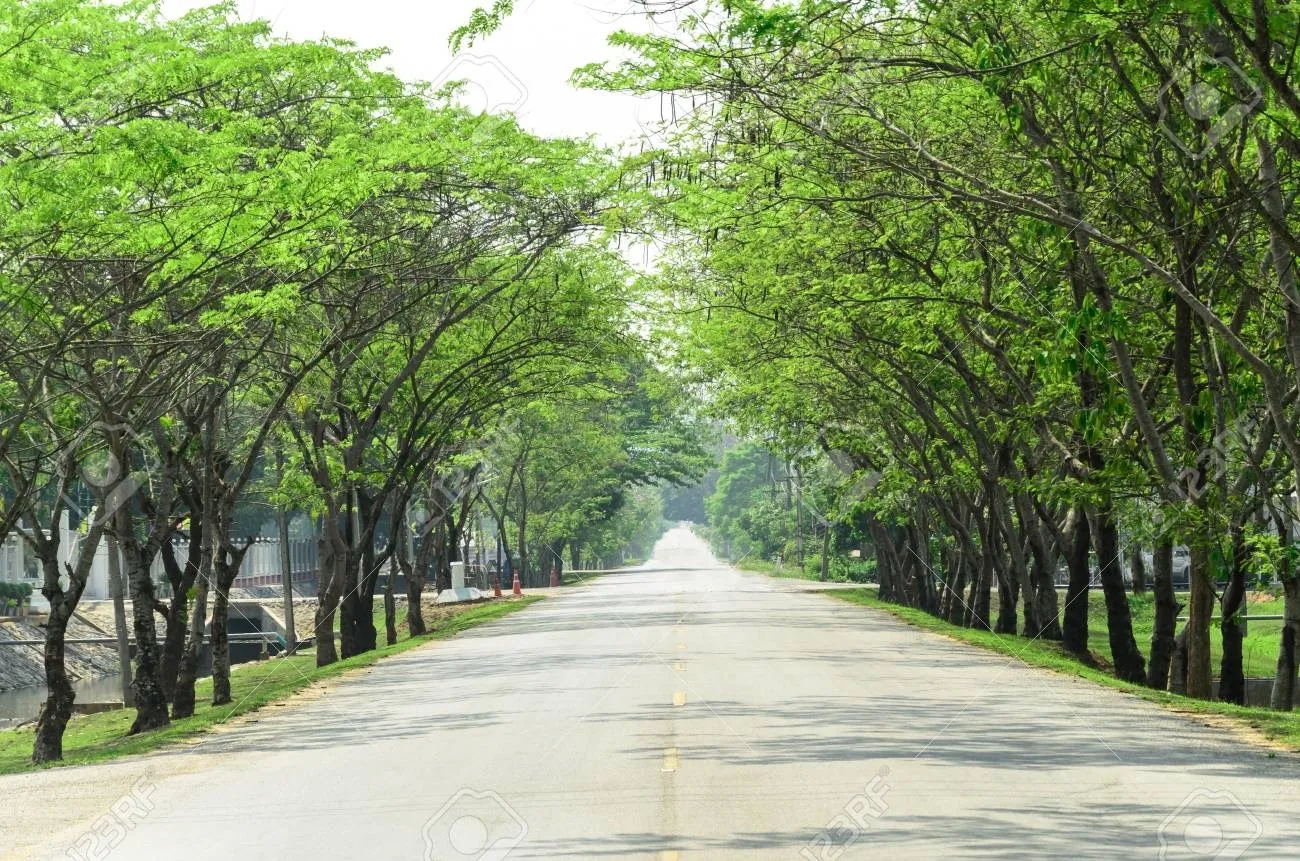 BlkTrinityX 🇹🇹 OnlyFans header