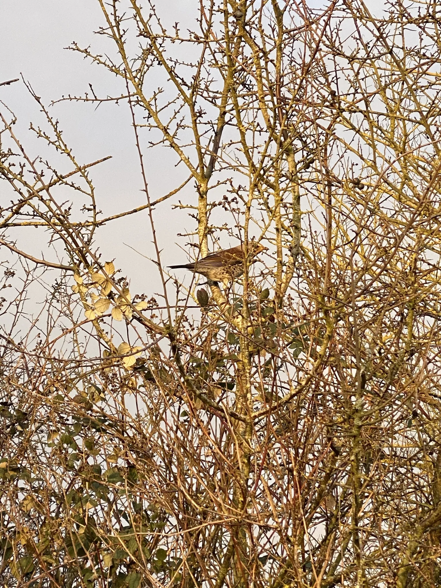 Amazing101! OnlyFans header