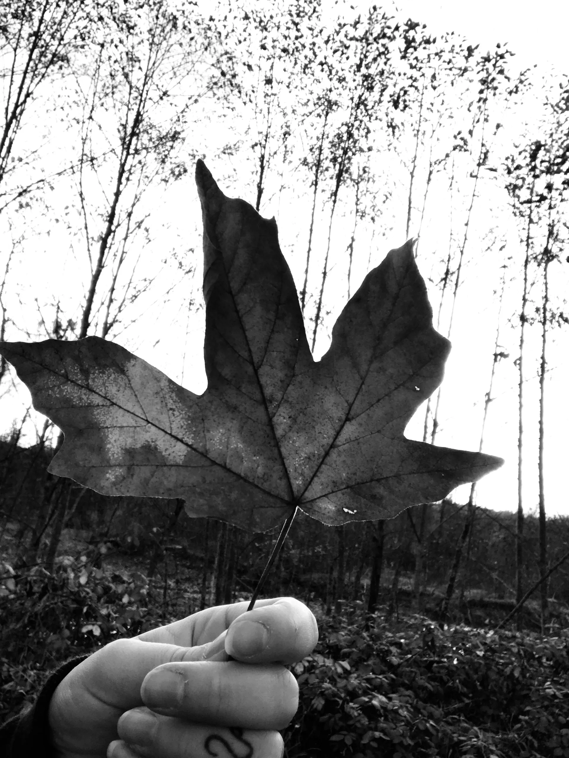 Blonde bunny boa OnlyFans header