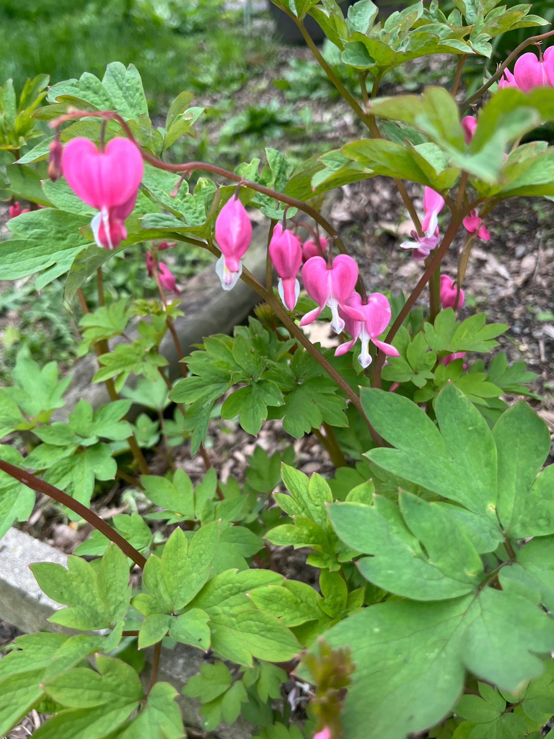 Blonde Hippy Chick OnlyFans header