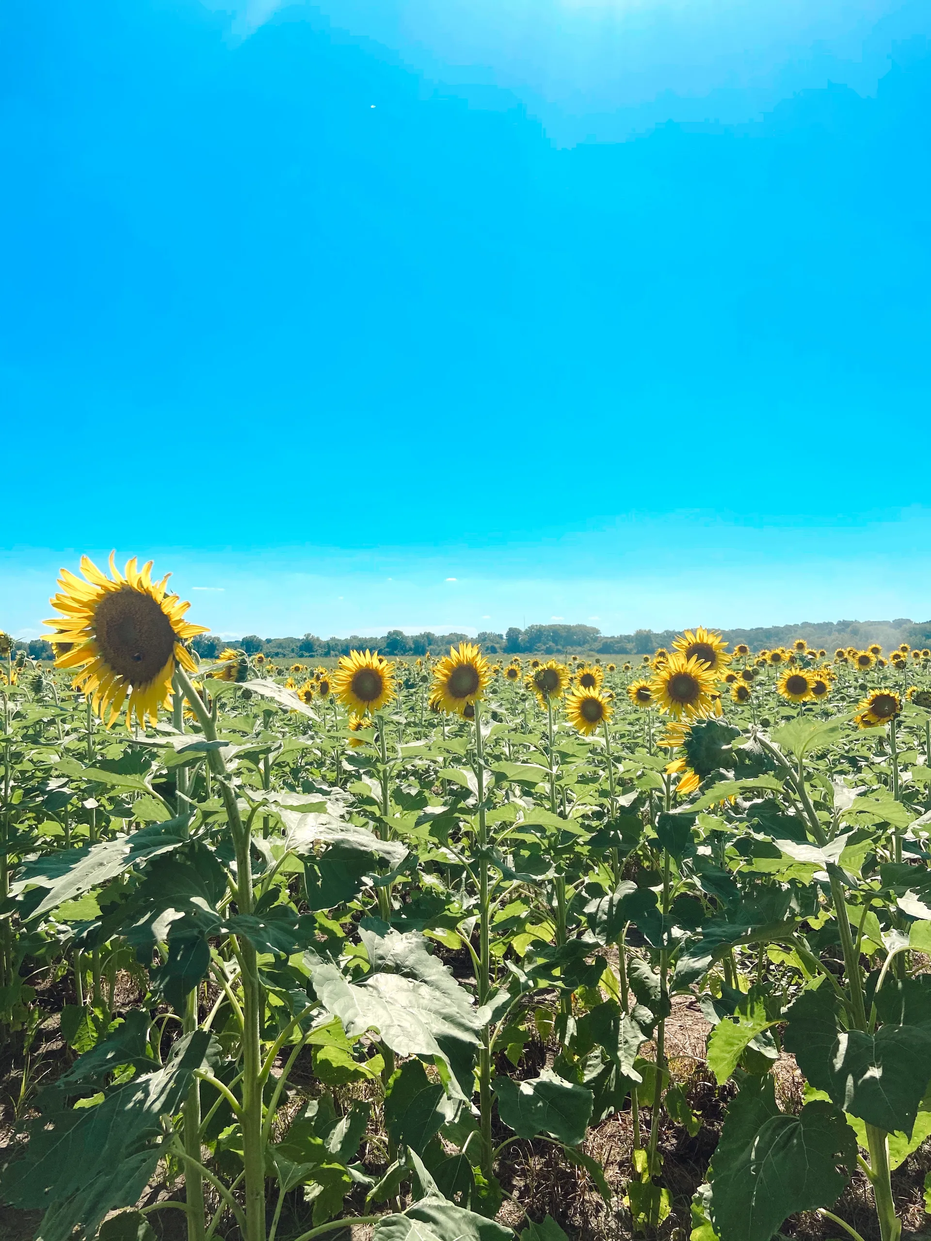 Blondie OnlyFans header