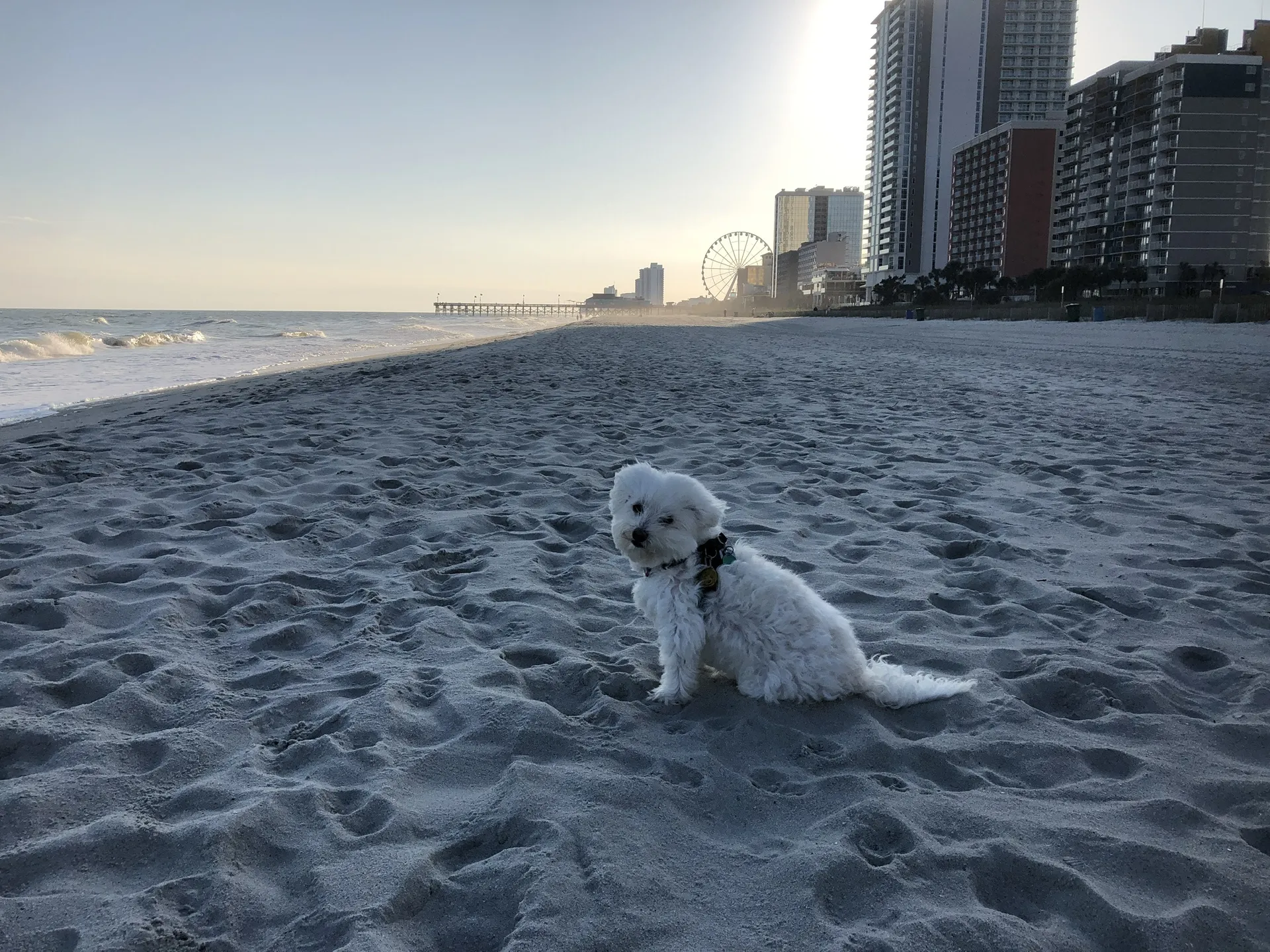 blondie1116 OnlyFans header