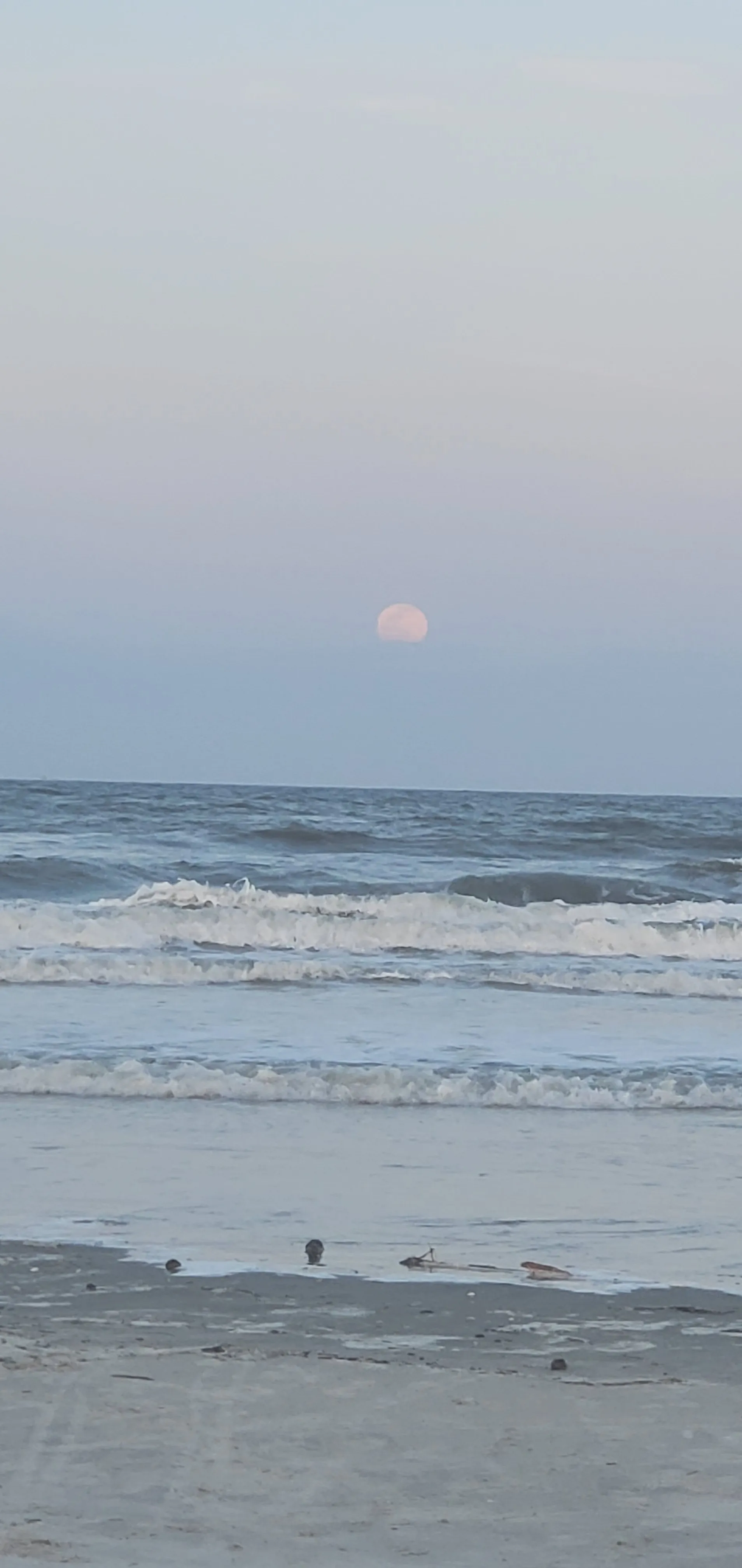 Bloodrose OnlyFans header