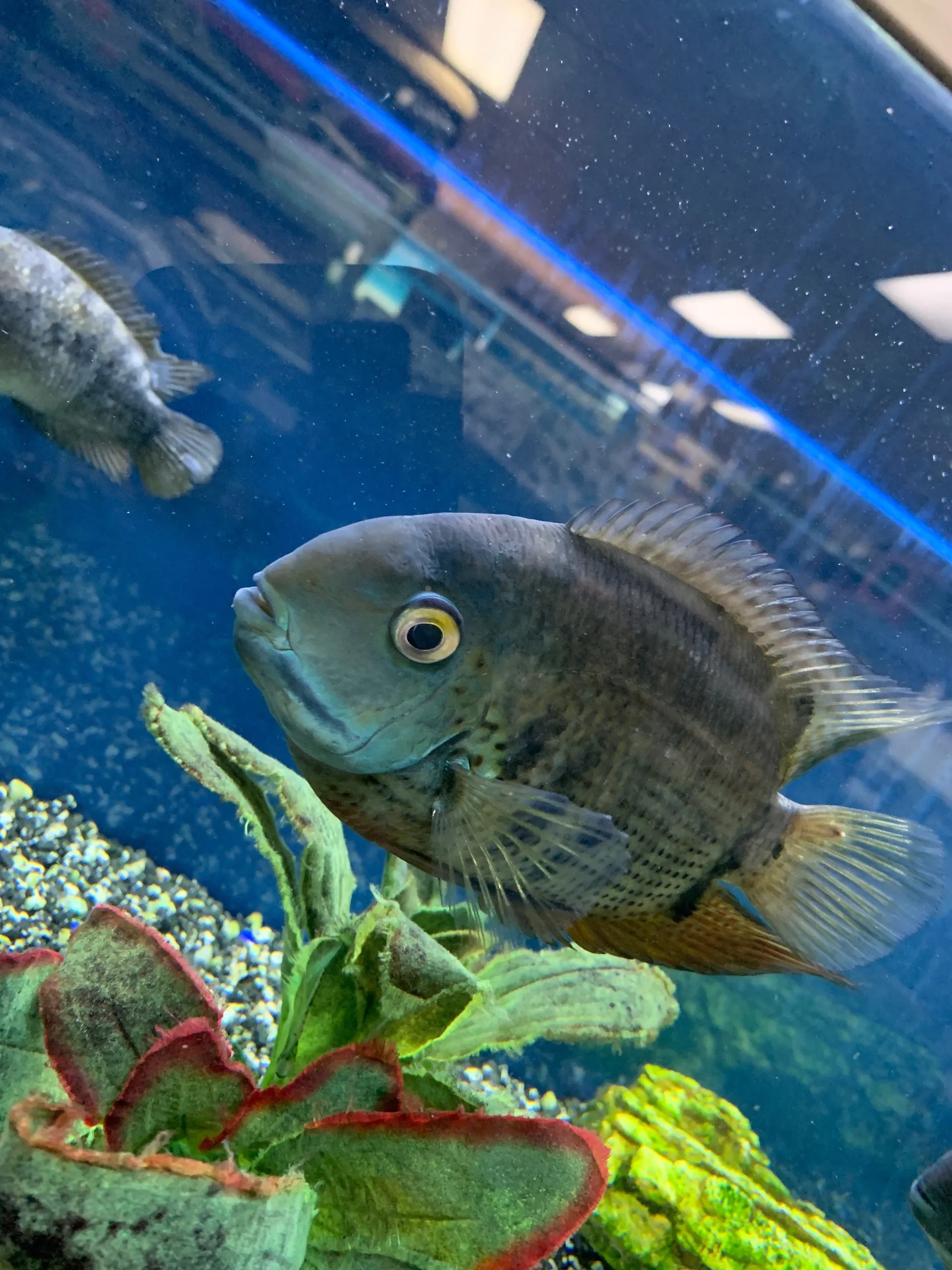 Bloodyb OnlyFans header