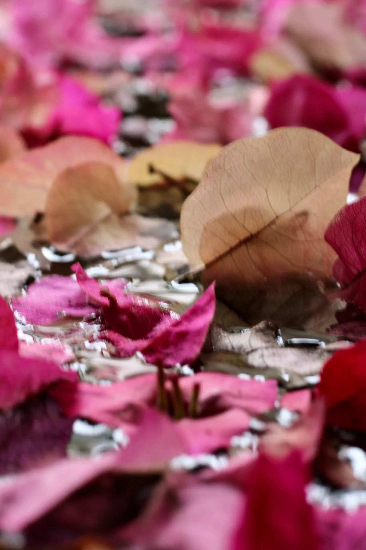 bloomboi OnlyFans header