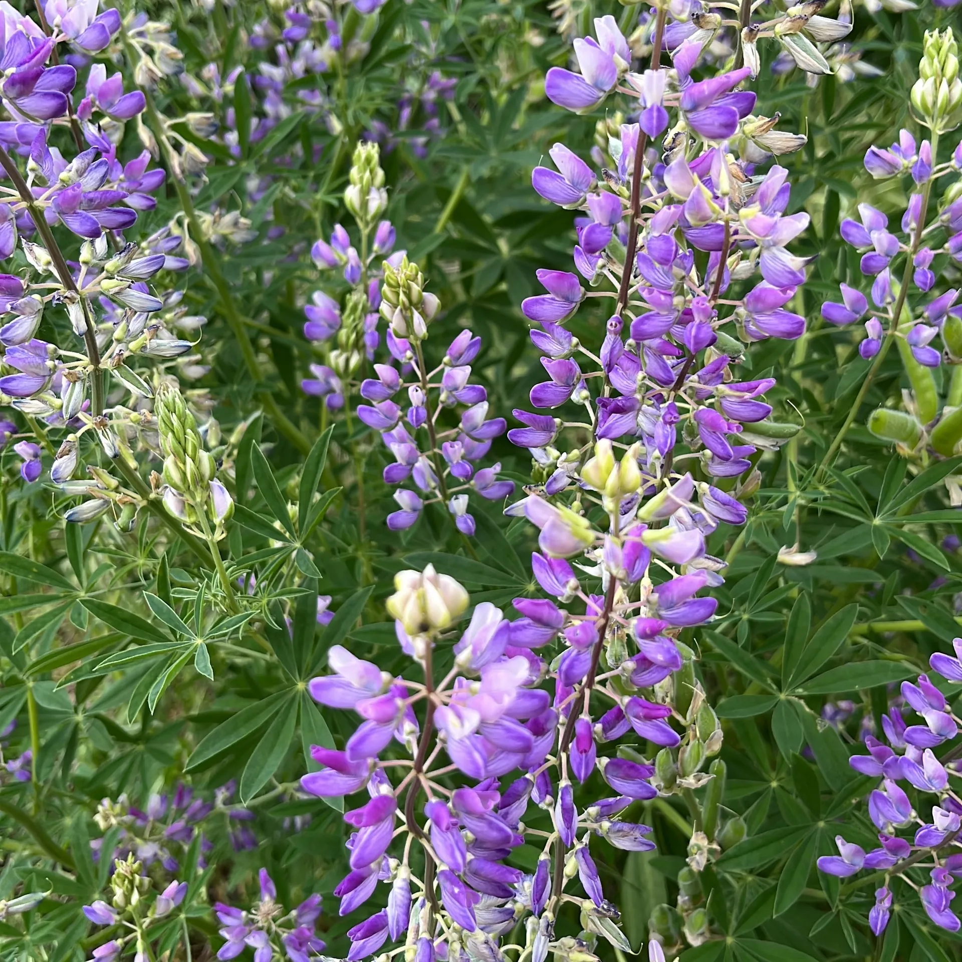 Blossom OnlyFans header