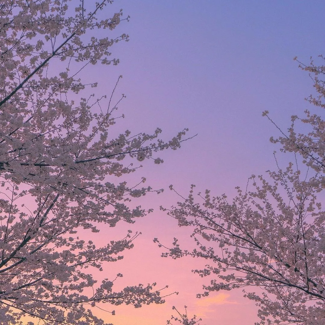 Cherry blossom OnlyFans header