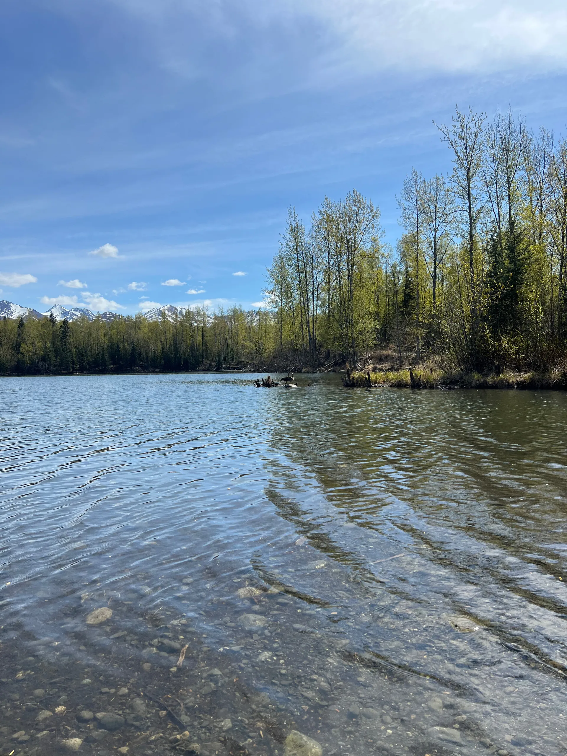 Blossom OnlyFans header