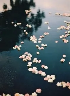 🌸 Blossom🌸 OnlyFans header