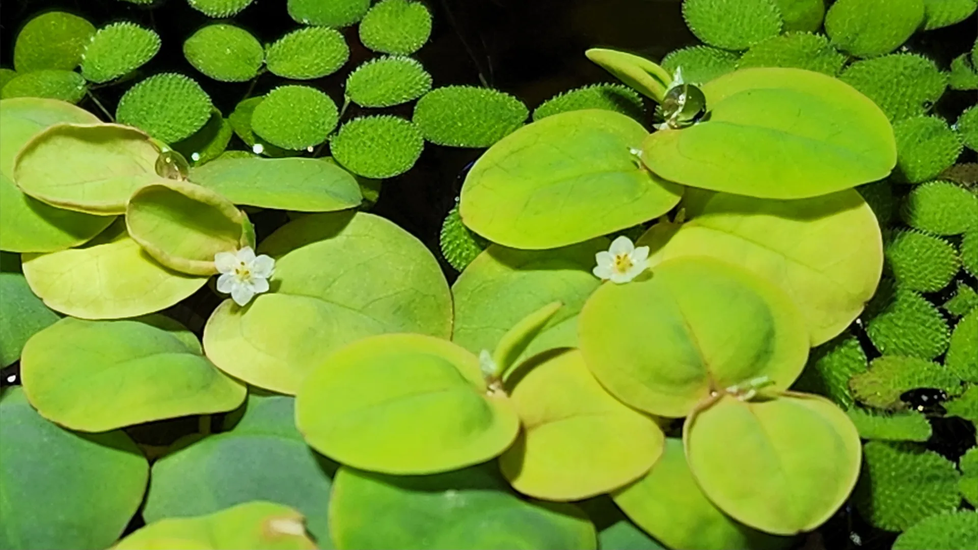 Sarah OnlyFans header