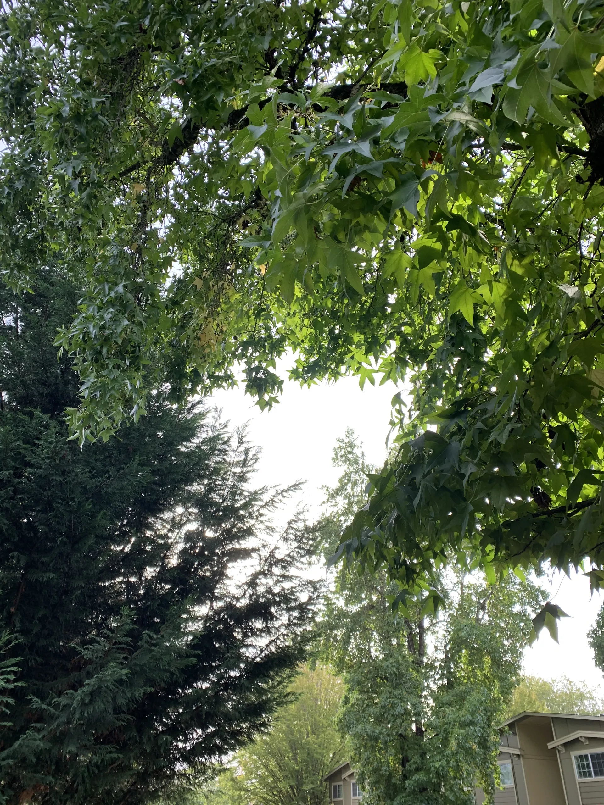 Renaaa OnlyFans header