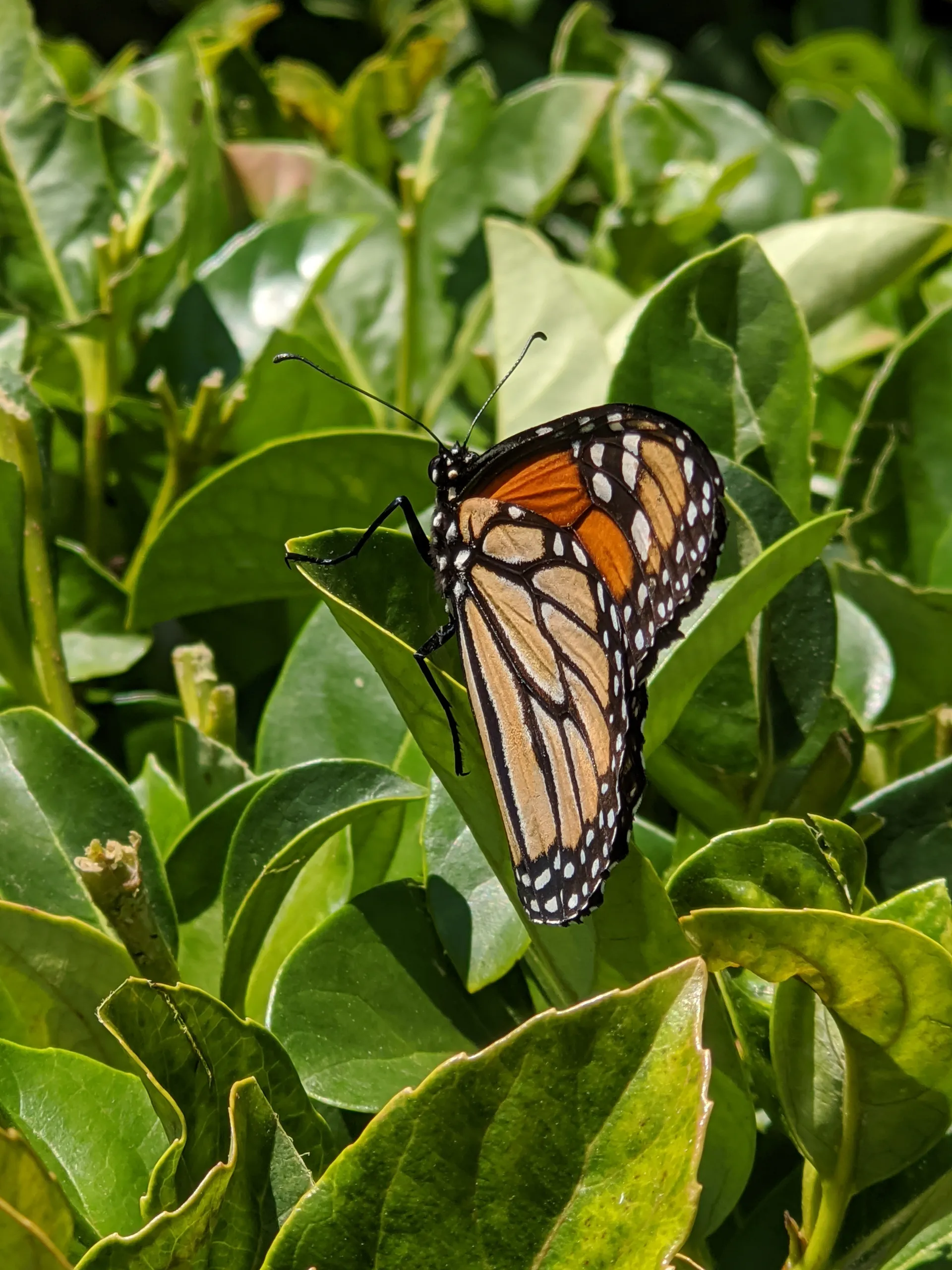 BluebeardSC OnlyFans header