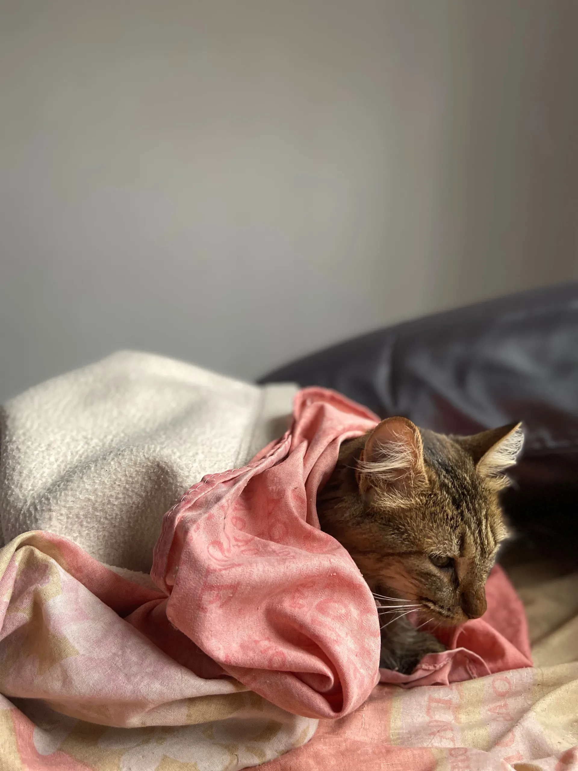 Bluebaby OnlyFans header