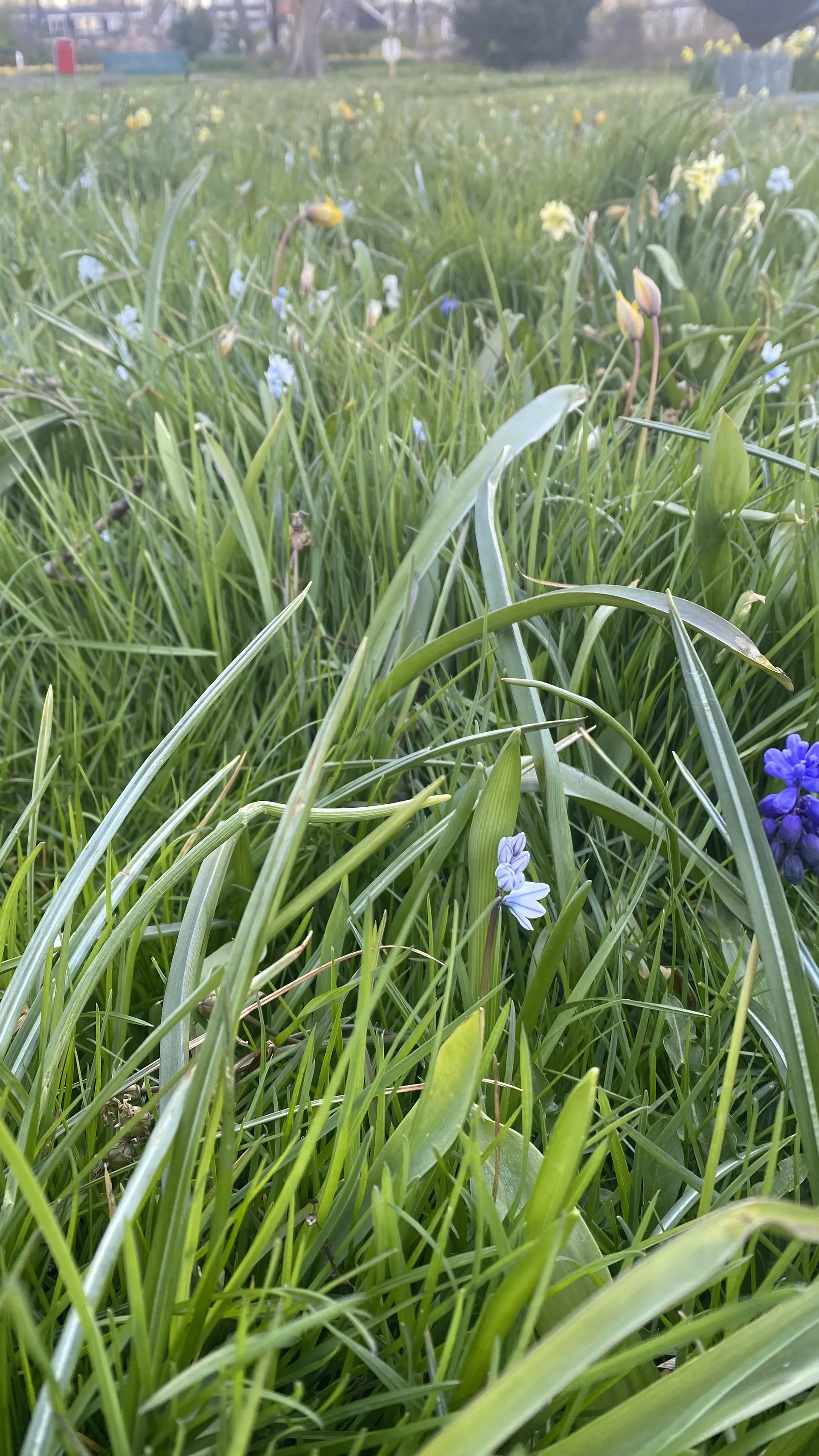 bluebunnyxoxo OnlyFans header