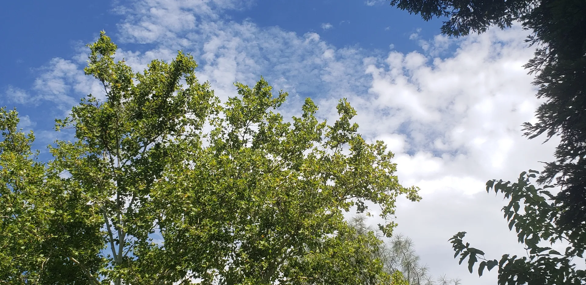 Blueburry Ruccoon OnlyFans header