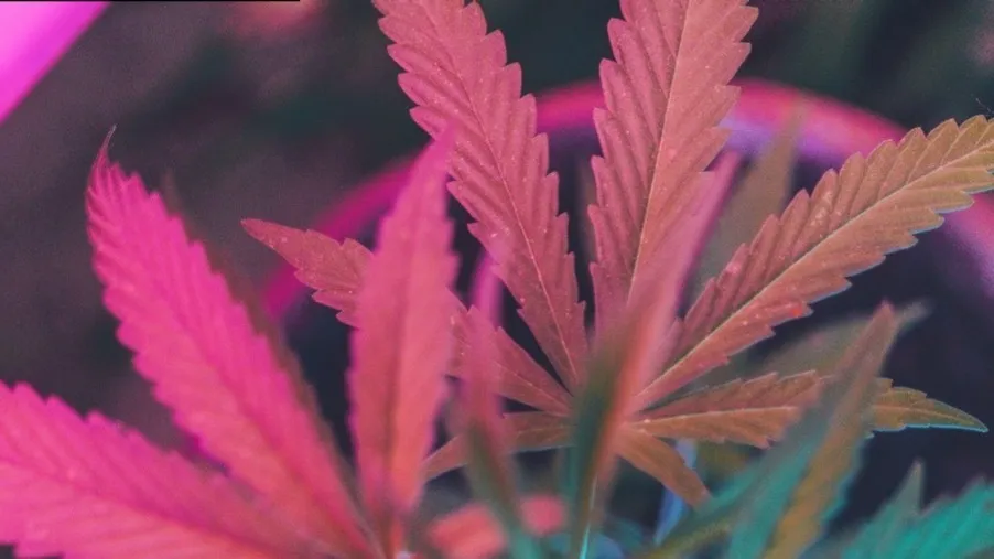 BlueDreamBabe OnlyFans header