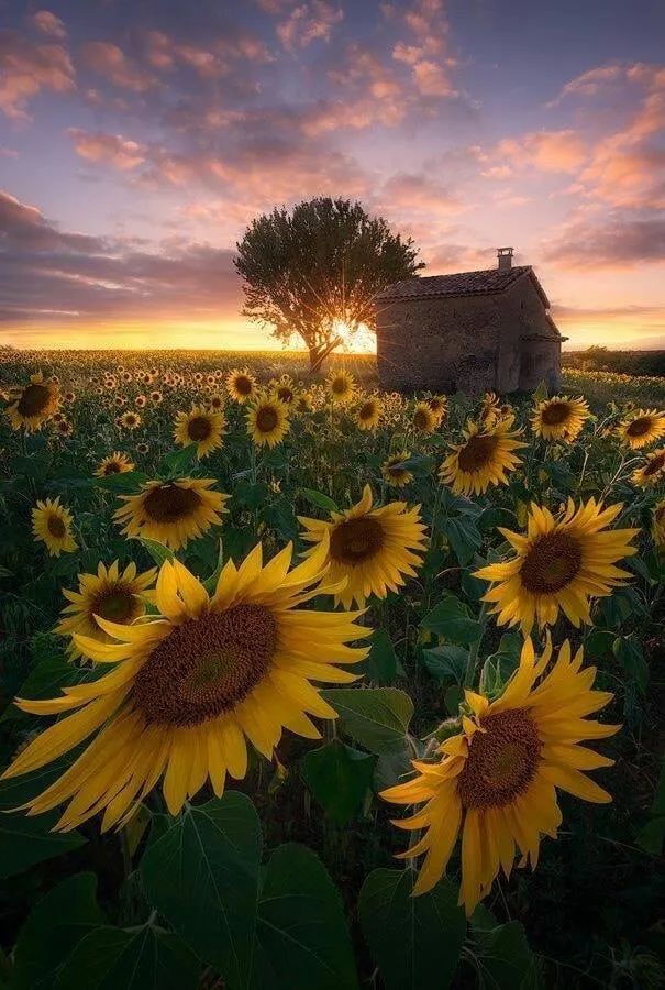 Blue Eyed Blondie OnlyFans header