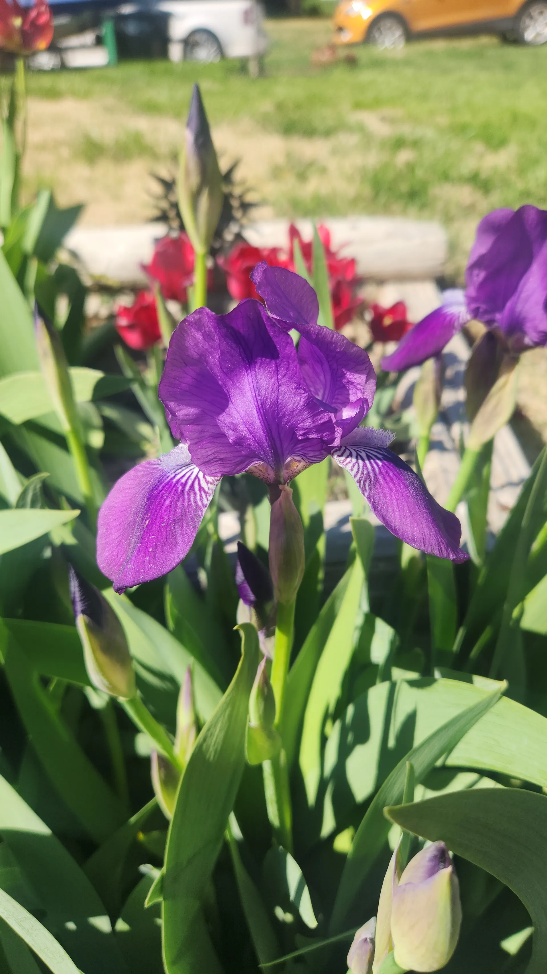 Betty Blu OnlyFans header