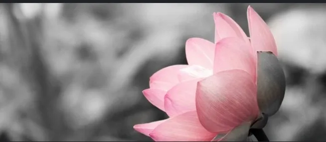 Snobunny22 OnlyFans header