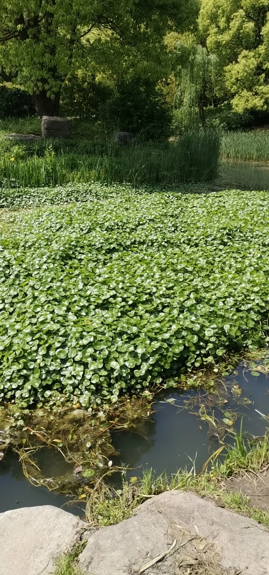 bluepic OnlyFans header