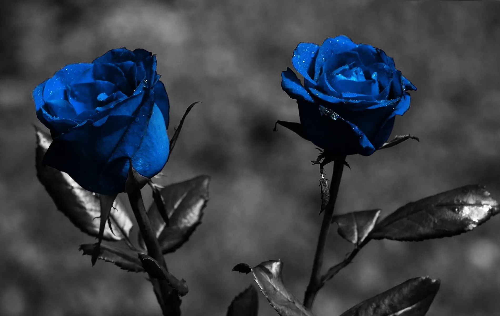 Blue Roses of 69 Wyld Girls OnlyFans header