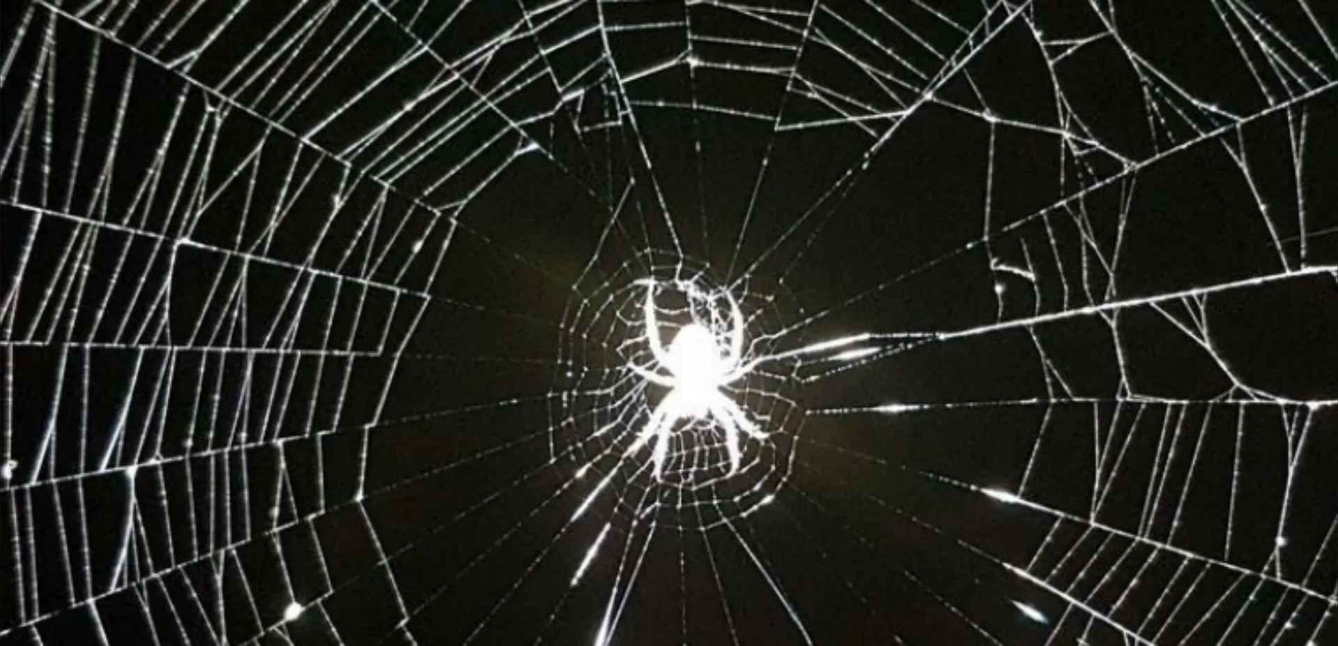 BlueWiddow OnlyFans header