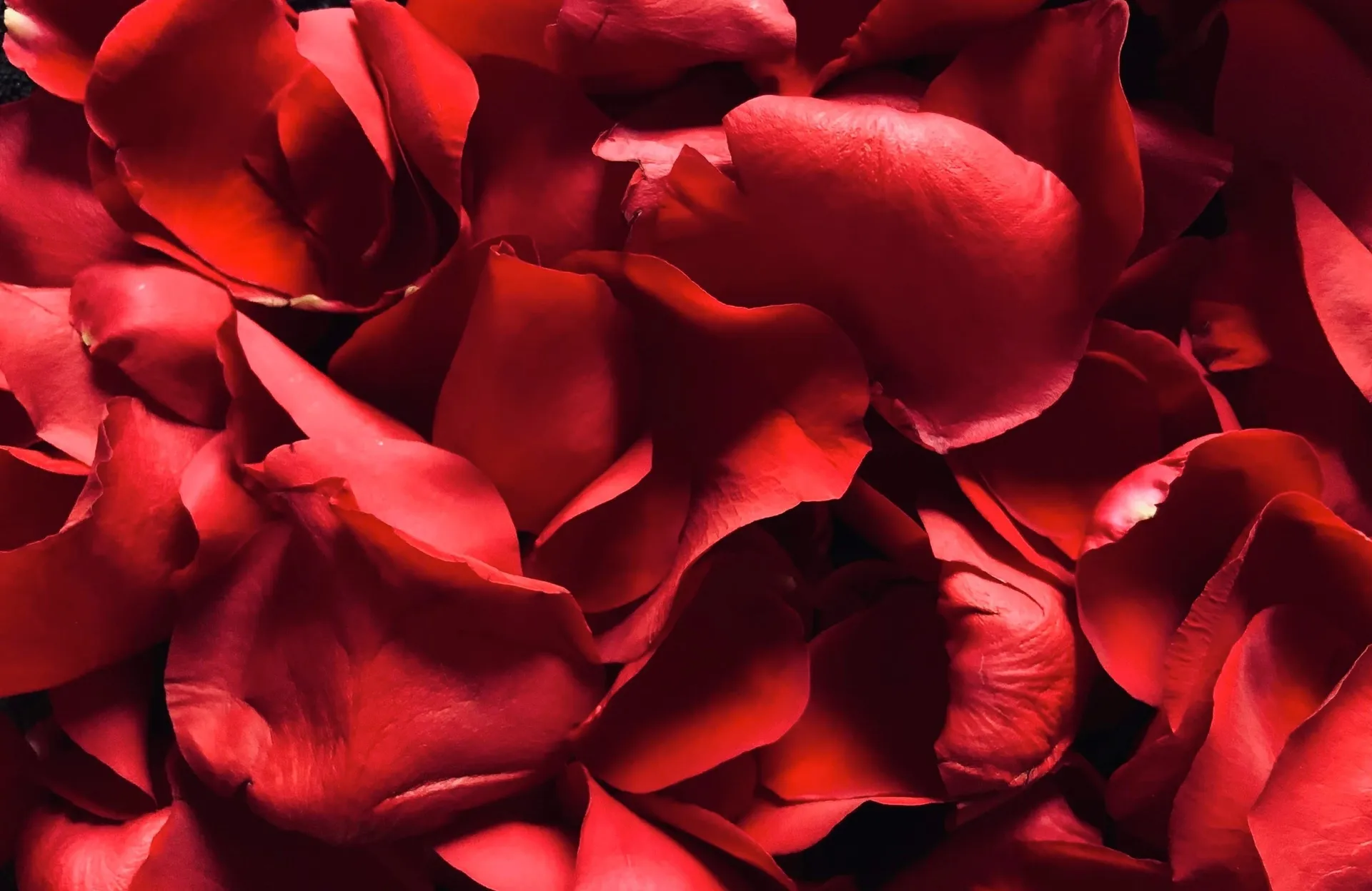 B Rose OnlyFans header