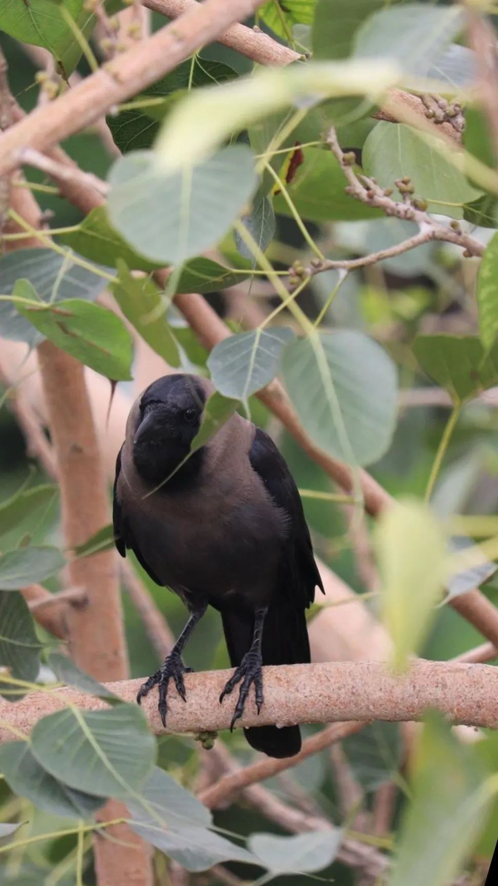 Blushing Jeep 🌸○\\\\○🌸 OnlyFans header