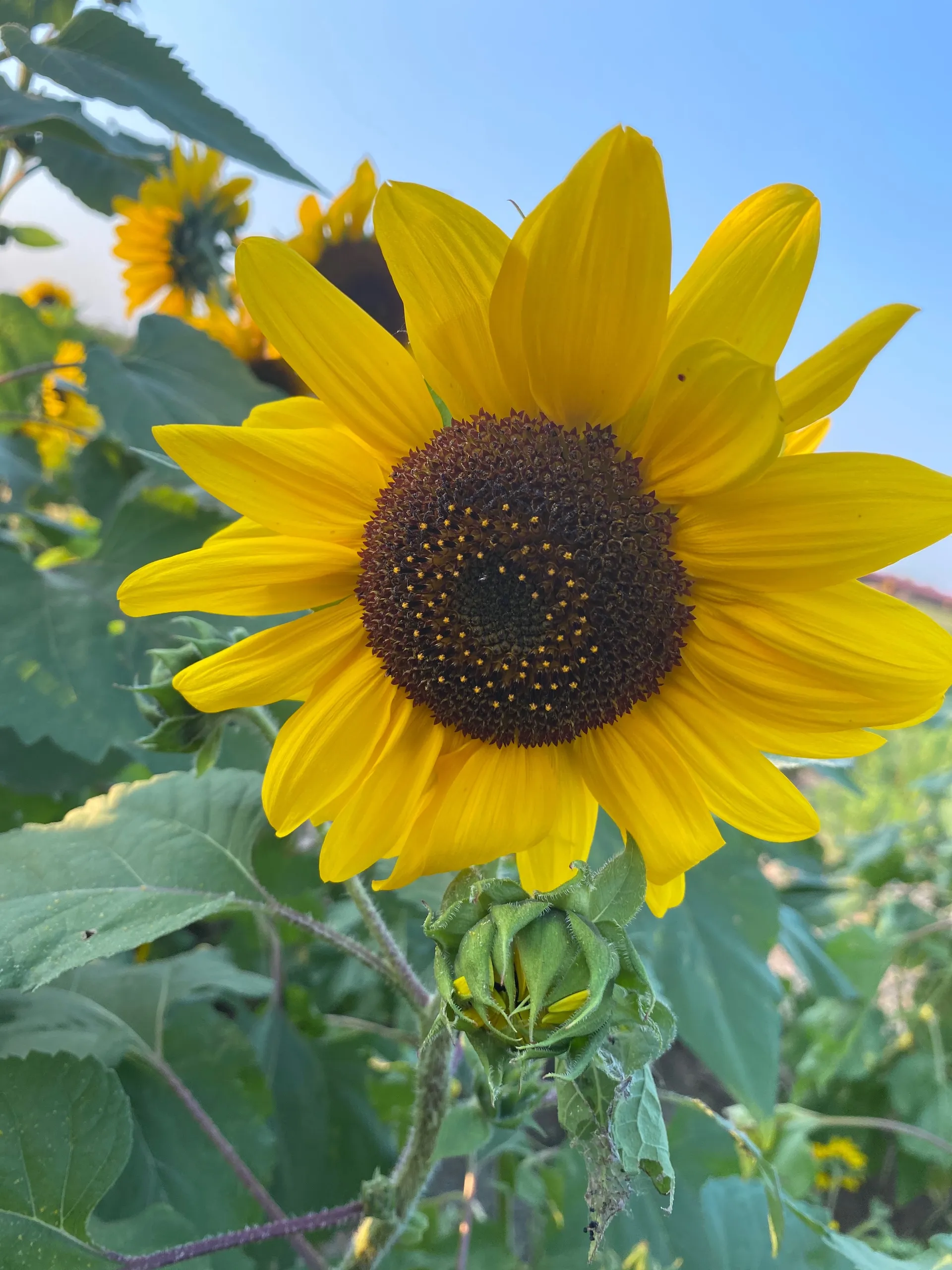 Bluu OnlyFans header