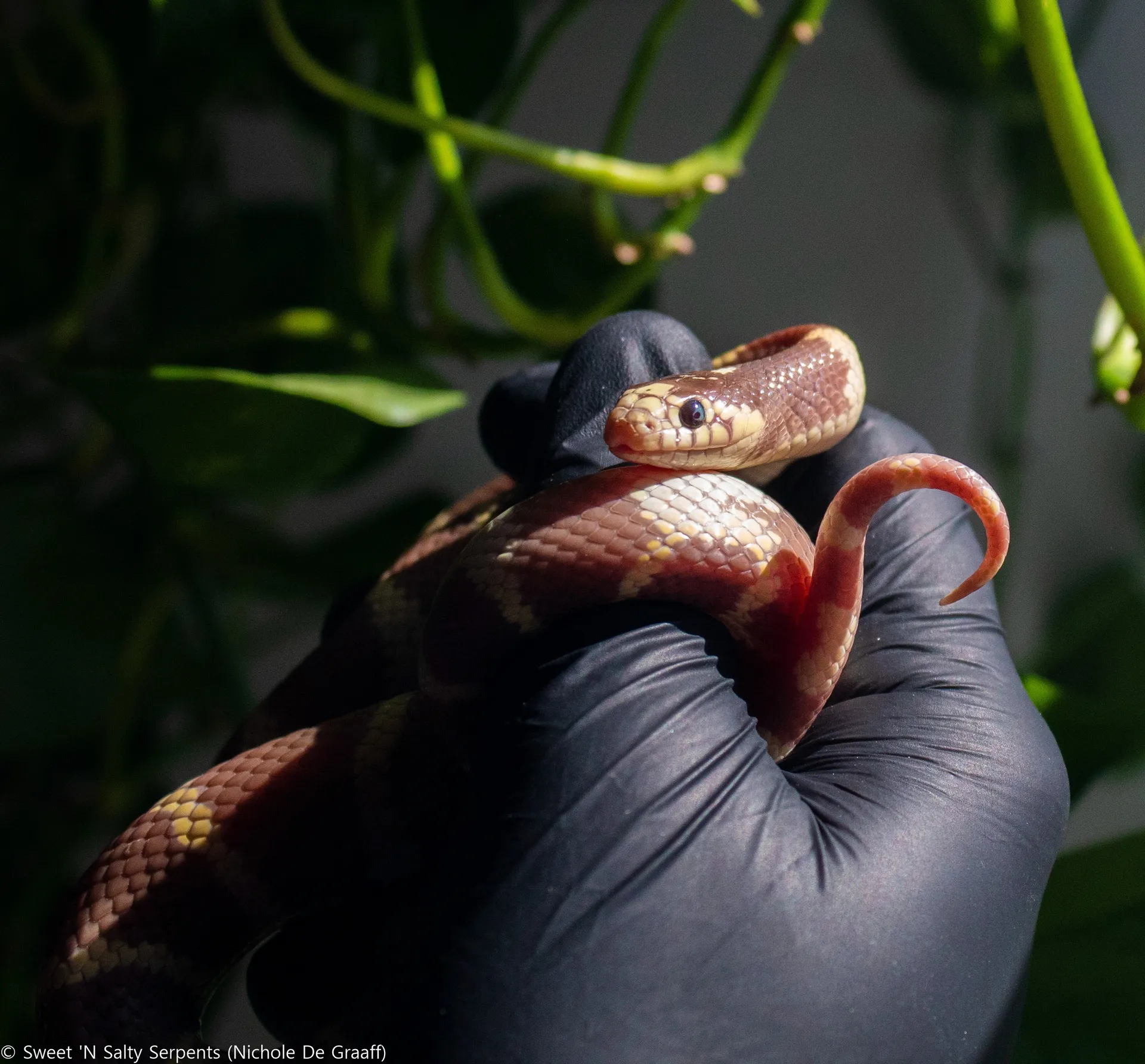 Boba OnlyFans header