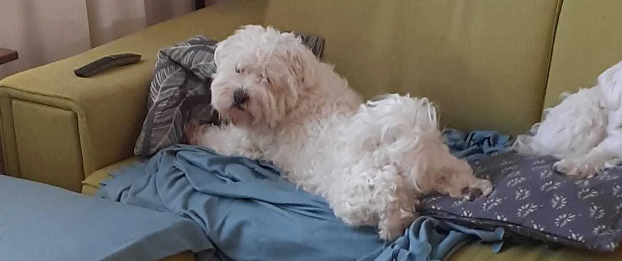 Bobbie_Thicc OnlyFans header