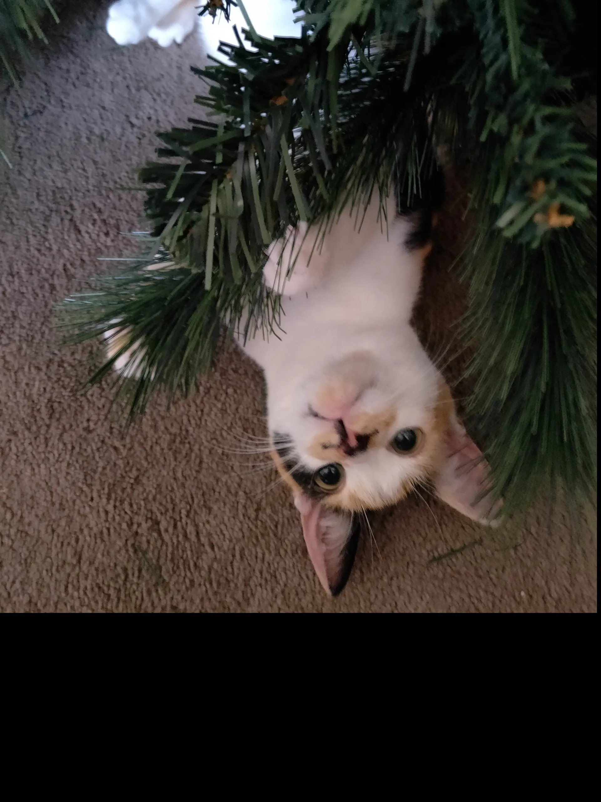 Bob'sTheQueen OnlyFans header