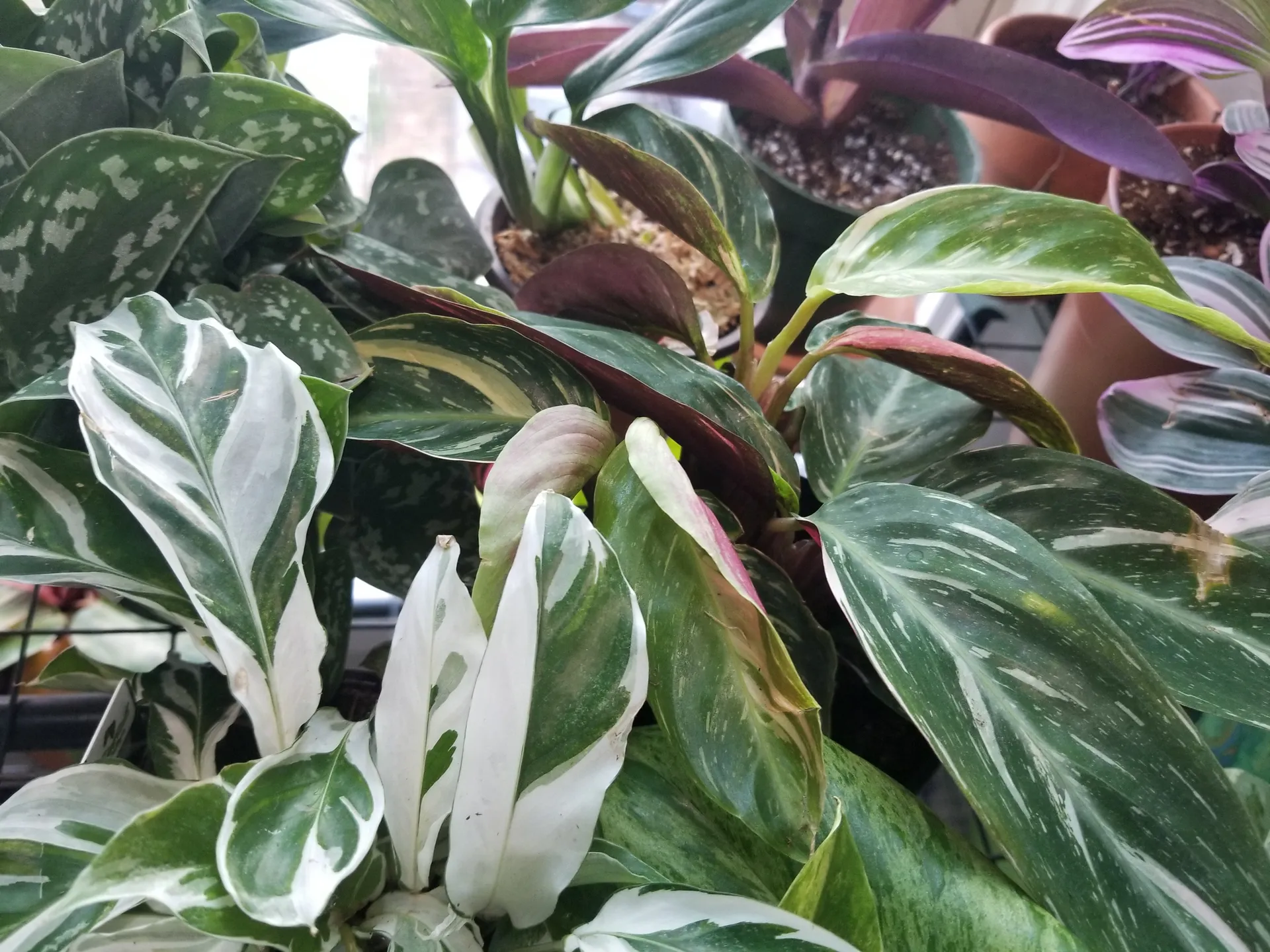 Bodhi Bishop OnlyFans header