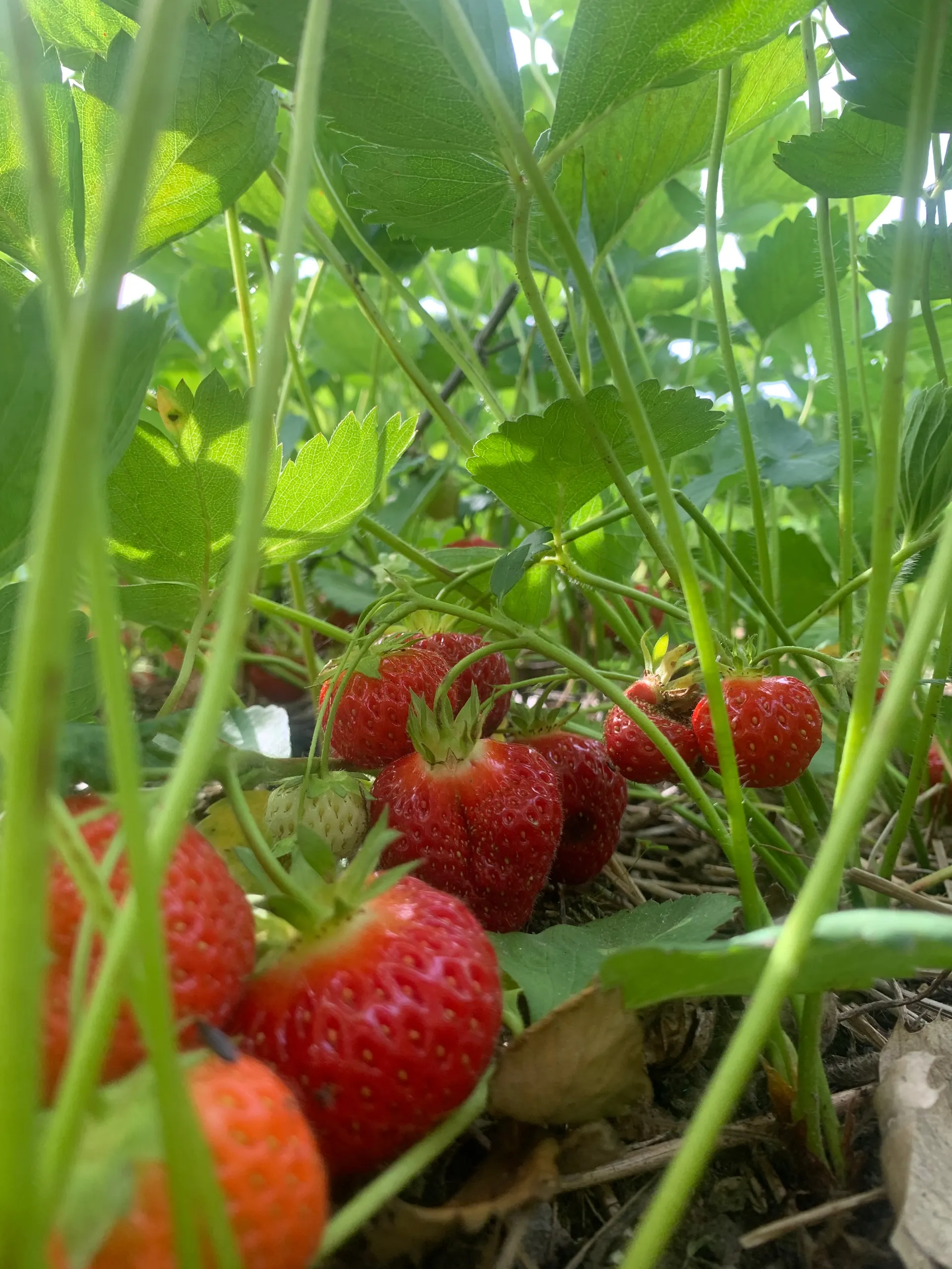 Tasi OnlyFans header