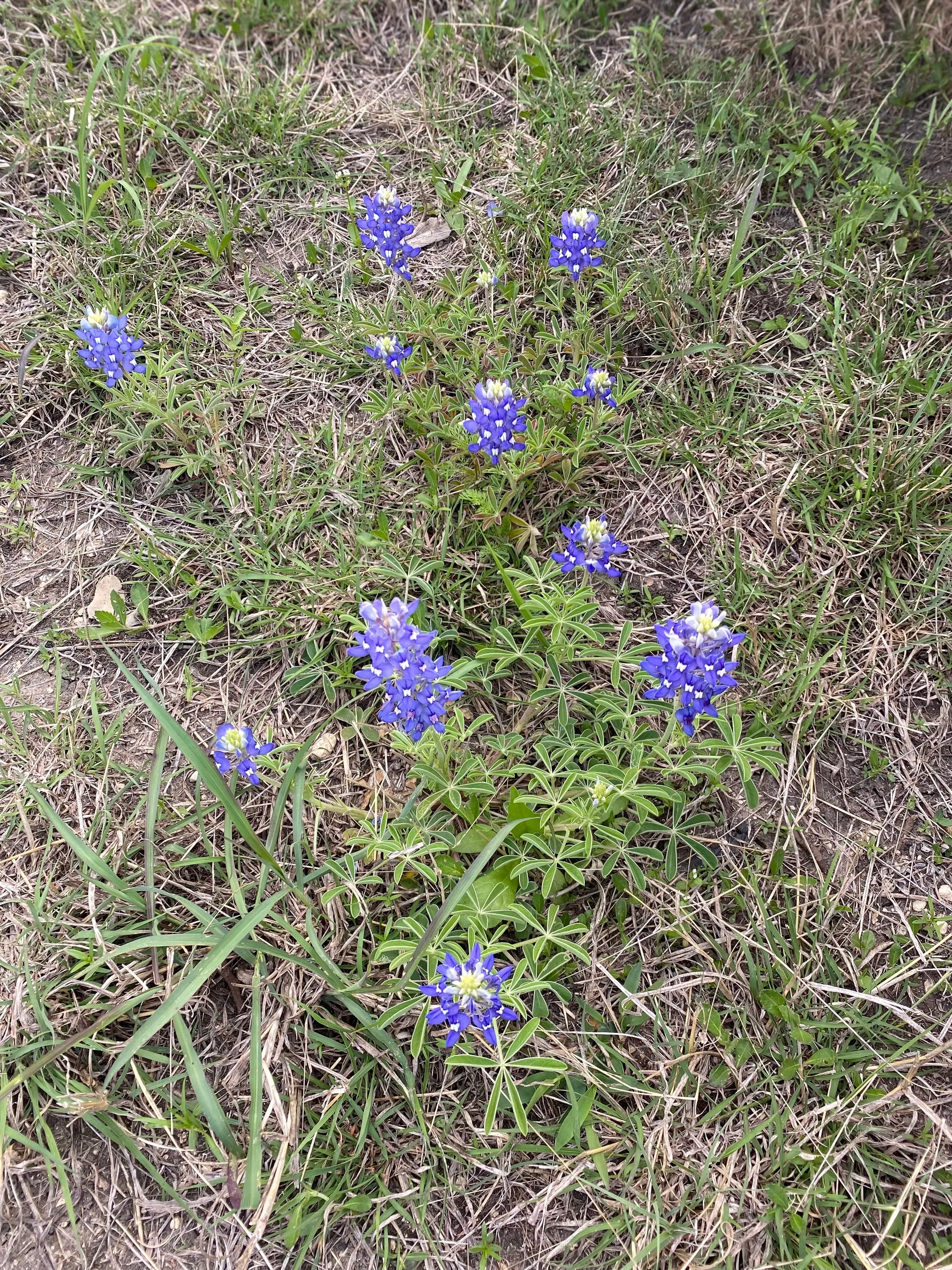 Bombshell OnlyFans header